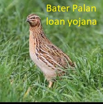 बटेर पालन लोन योजना